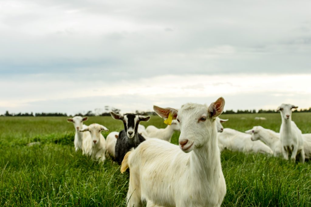 goats-grass-7 sm